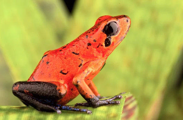 Κόκκινο βέλος δηλητήριο βάτραχος — Φωτογραφία Αρχείου