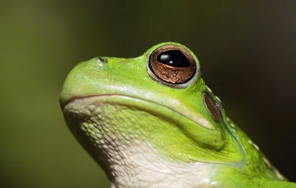 Bolivianischer Laubfrosch — Stockfoto