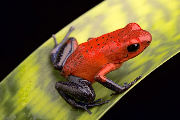 Червона отрута дротяна жаба — стокове фото