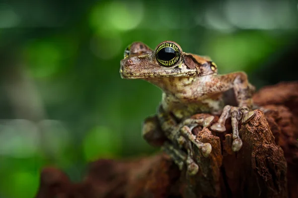 Rã arbórea tropical — Fotografia de Stock