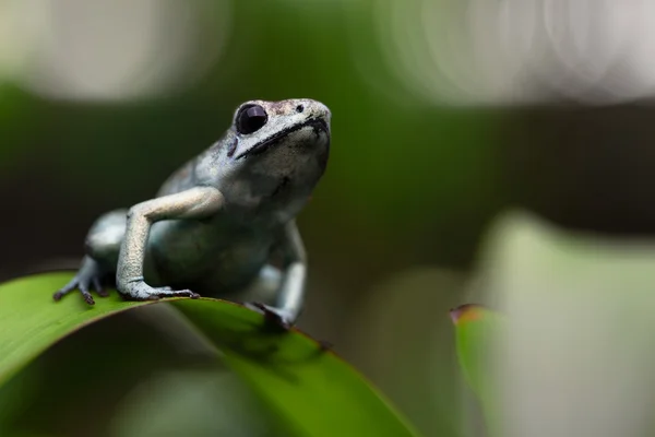 Giftiga groda — Stockfoto