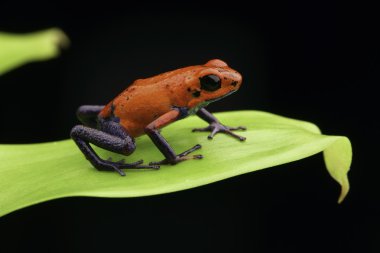 red strawberry poison dart frog clipart