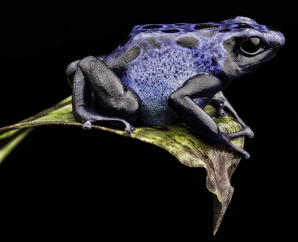 Katak panah beracun biru — Stok Foto