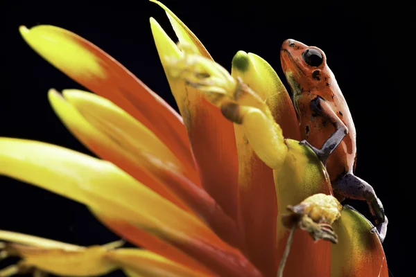 빨간 딸기 독 다트 개구리 — 스톡 사진