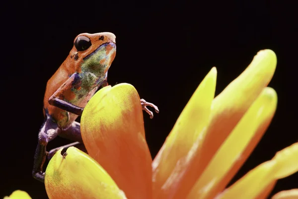 Sapo de dardo vermelho veneno de morango — Fotografia de Stock