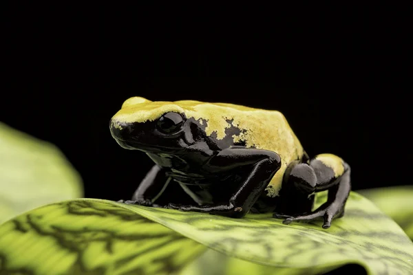 黄色の毒ダーツカエル — ストック写真