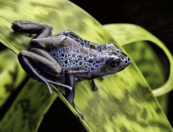 Blue poison dart frog — Stock Photo, Image