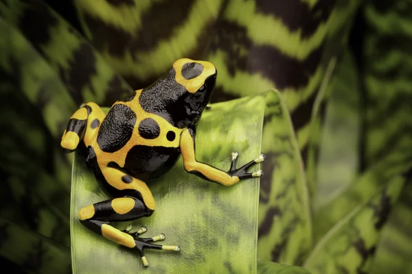 Yellow banded poison dart frog — Stock Photo, Image