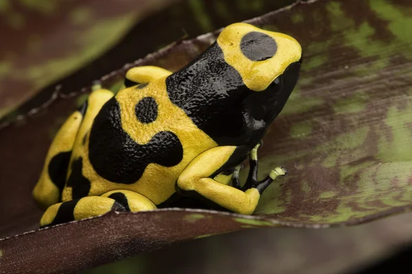 노란 줄무늬 독 다트 개구리 — 스톡 사진