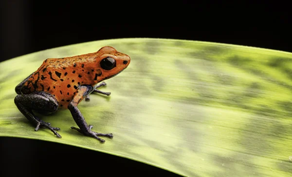 Sapo de dardo vermelho veneno de morango — Fotografia de Stock