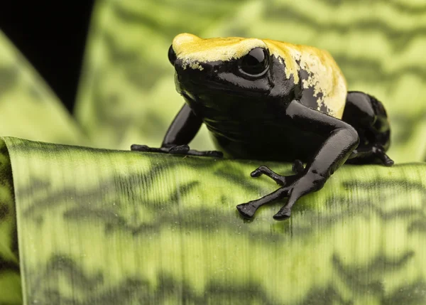 Amarillo veneno dardo rana — Foto de Stock