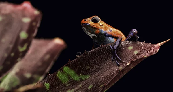 Red strawberry poison dart frog — Stock Photo, Image