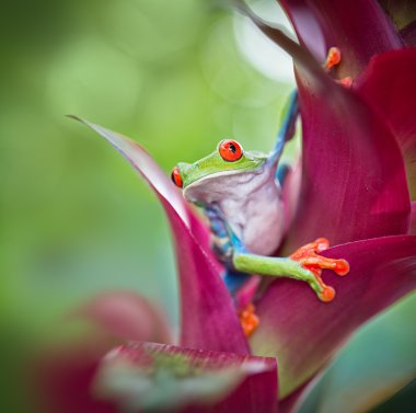 tree frog Costa Rica