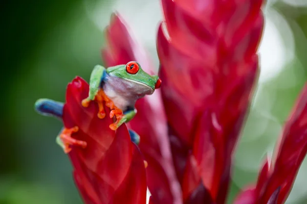 Grenouille arbustive aux yeux rouges Costa Rica — Photo