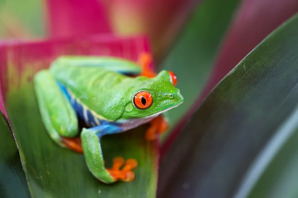 Kırmızı gözlü ağaç kurbağası — Stok fotoğraf