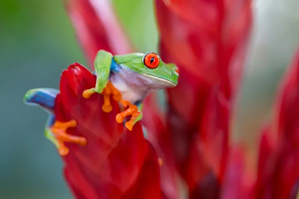 Grenouille à yeux rouges — Photo