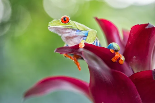 Rödögd trädgroda — Stockfoto