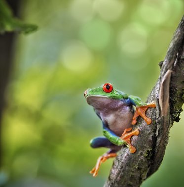 Red eyed exotic tree frog clipart
