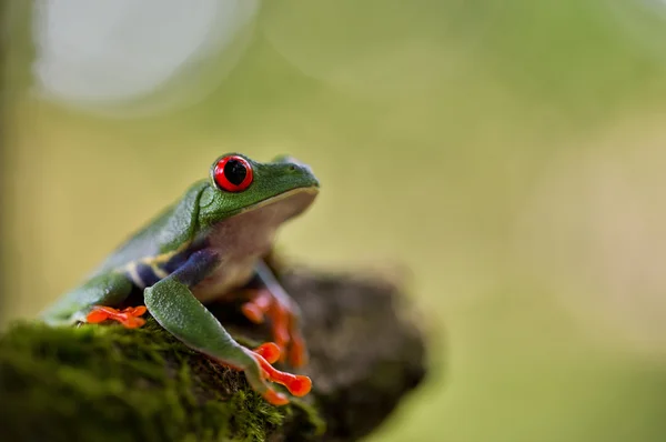 Red eyed exotic tree frog