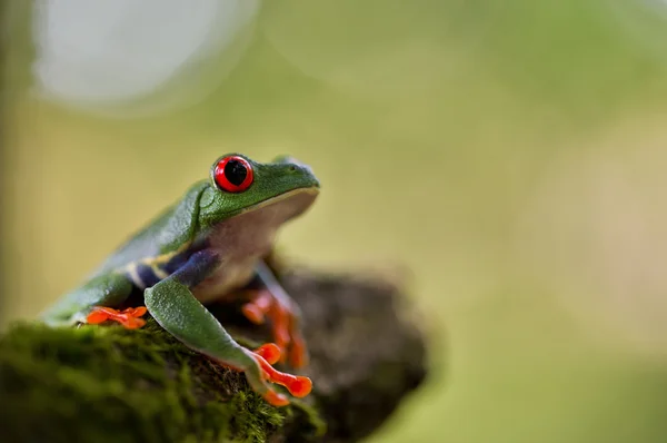 エキゾチックな赤い目をしたアマガエル — ストック写真