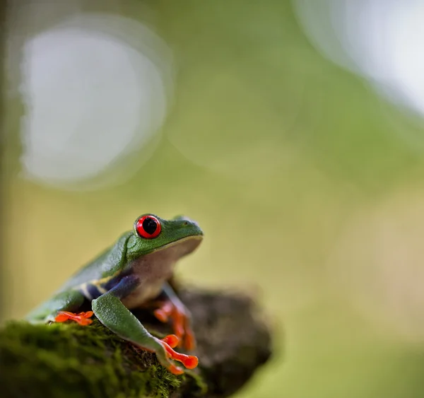 Czerwony eyed egzotyczne drzewa żaba — Zdjęcie stockowe