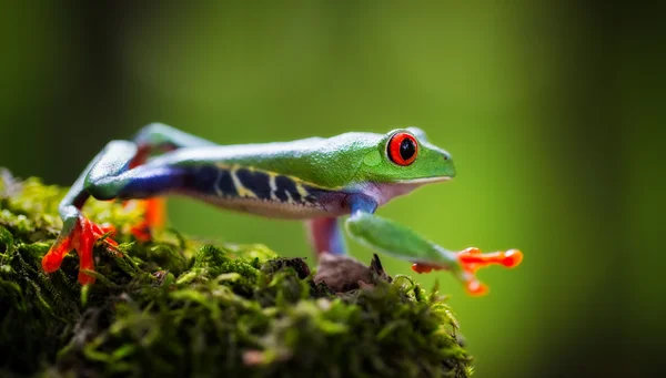 Red eyed exotic tree frog — Stock Photo, Image