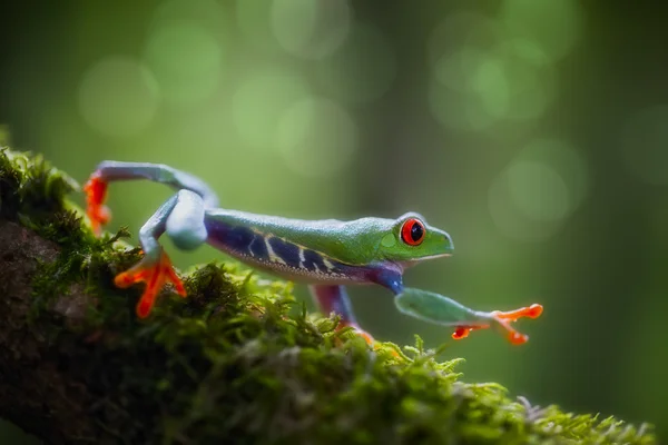 Red eyed exotische boomkikker — Stockfoto