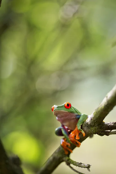 Red eyed exotische boomkikker — Stockfoto