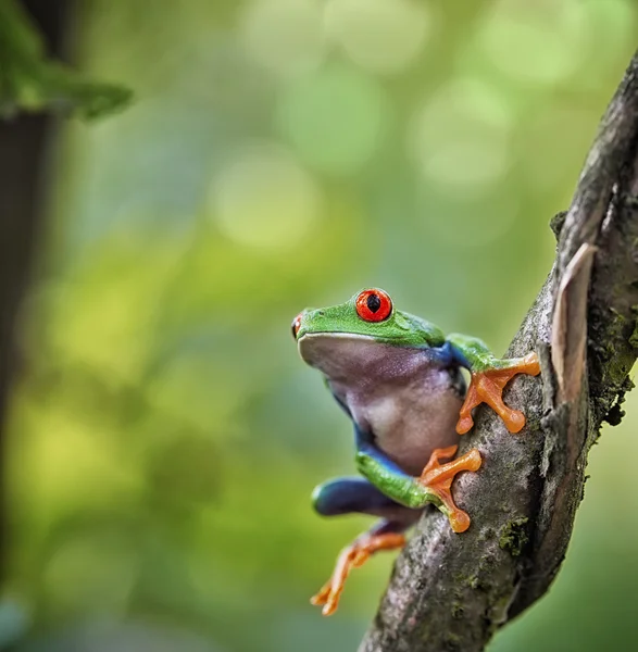 Kırmızı gözlü egzotik ağaç kurbağası — Stok fotoğraf