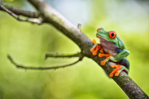 エキゾチックな赤い目をしたアマガエル — ストック写真