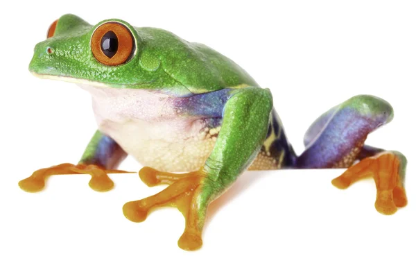 화이트에 고립 빨간 외 눈 박이 나무 개구리 — 스톡 사진