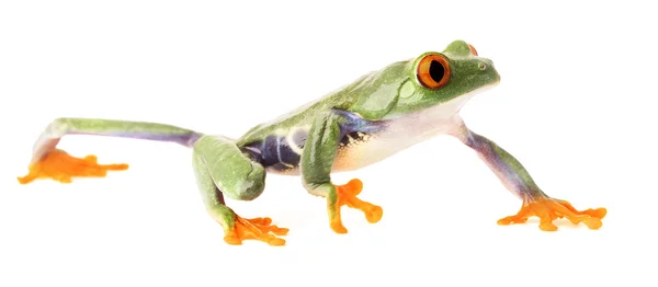 Czerwony eyed tree frog indeksowania biały na białym tle na — Zdjęcie stockowe