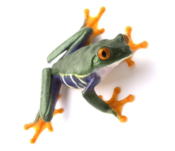 Rode eyed tree frog geïsoleerd op wit — Stockfoto