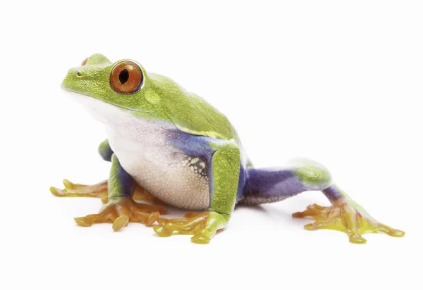 Rode eyed tree frog geïsoleerd op wit — Stockfoto