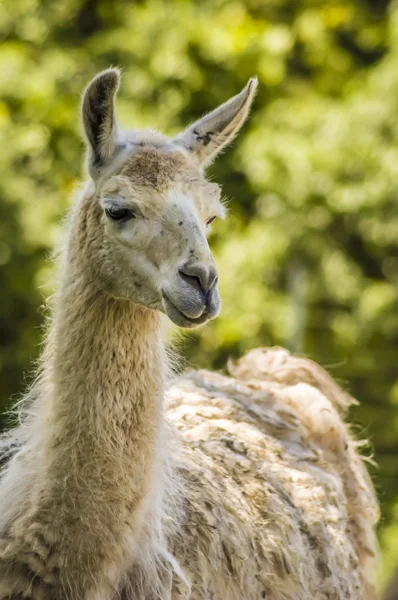 Llama — Stock Photo, Image