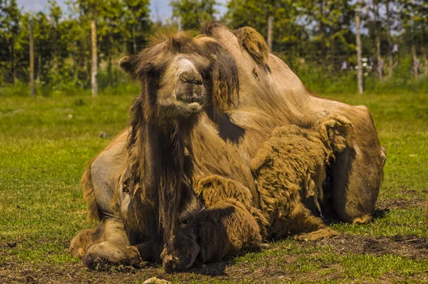 Camel — Stock Photo, Image