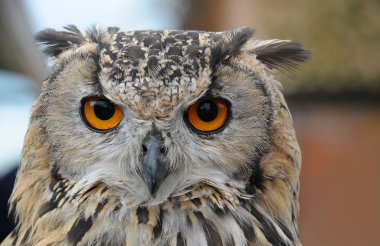 Close up of the head of an Eagle Owl