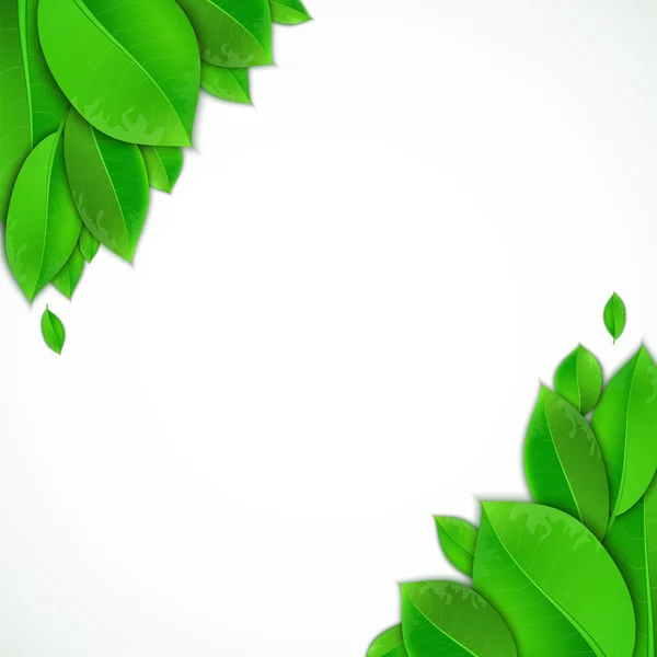 Green leaves on a white background — Stock Vector