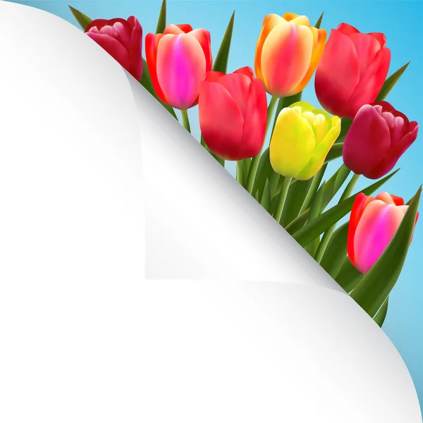 Tulip flower design bakgrund blommig kort konst — Stock vektor