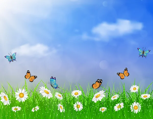 daisy vector background summer design