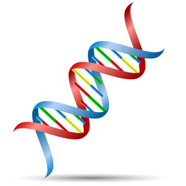 DNA Helix