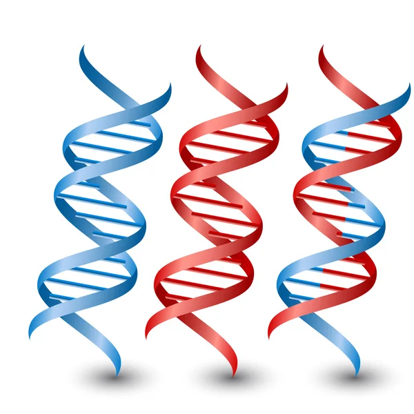 DNA-strengen. Vector op de witte achtergrond — Stockvector