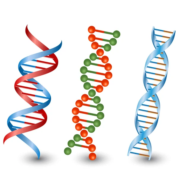 DNA-strengen. Vector op de witte achtergrond — Stockvector