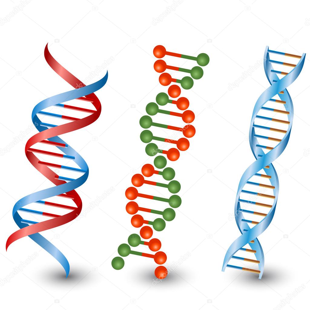 Dna strands. Vector on the white background