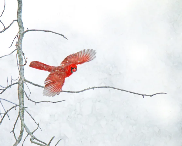 Rode kardinaal vliegen in de sneeuw Stockfoto