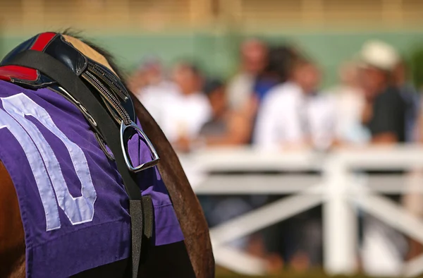 Nära håll fullblod tävlingshäst med Tack — Stockfoto