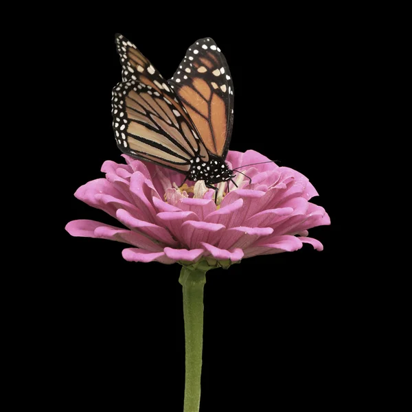 Monarkfjärilen på rosa zinnia Stockbild