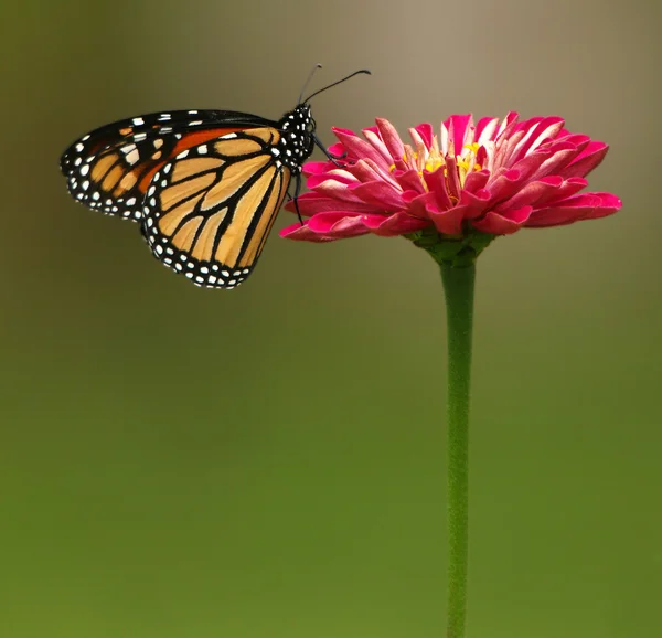 Mariposa monarca en Zinnia roja — Foto de Stock