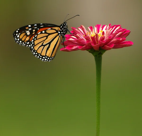 Метелик монарх на червоний Ціннія Ліцензійні Стокові Фото