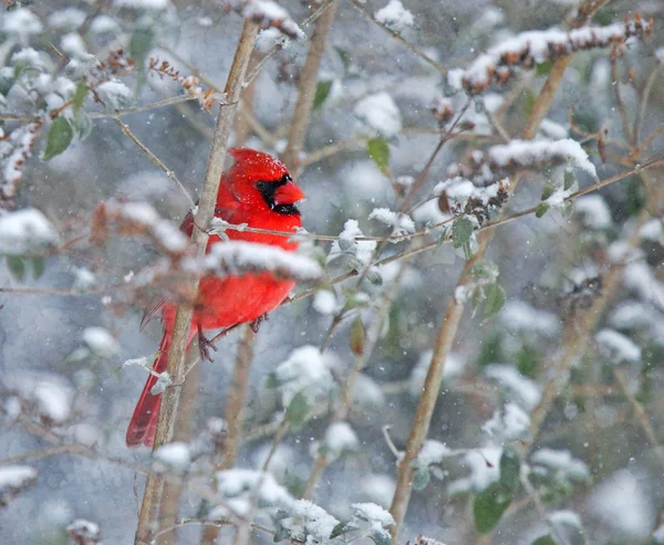 Червоний кардинал на снігу Стокове Зображення